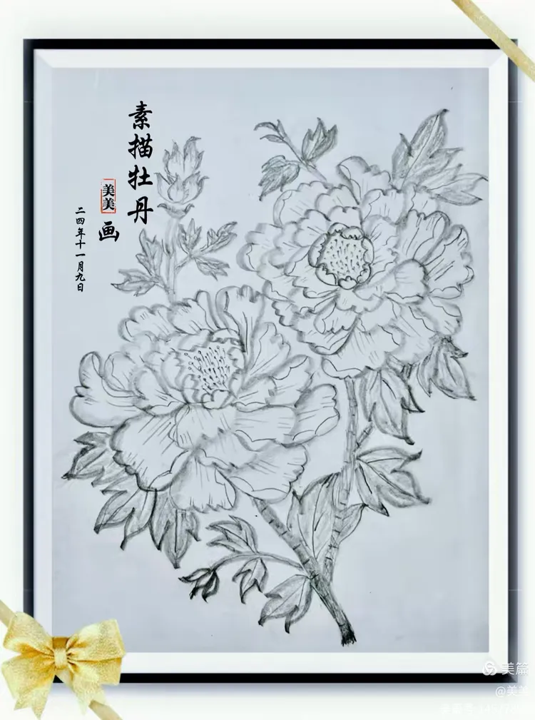 白牡丹的素描邂逅:淡雅一抹灵魂触动